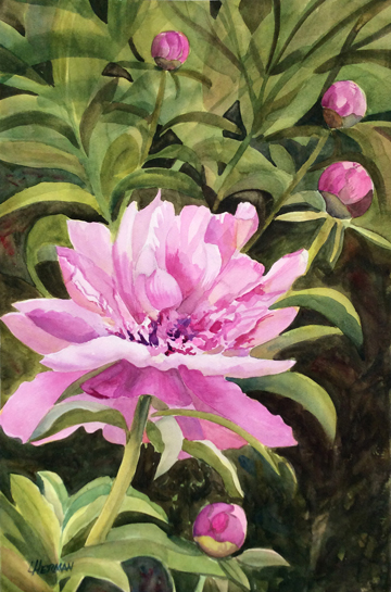 Lorrie Herman "Pink Peony" watercolor